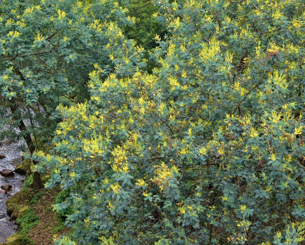 Acacia dealbata bears numerous yellow flower clusters across a spreading leafy crown