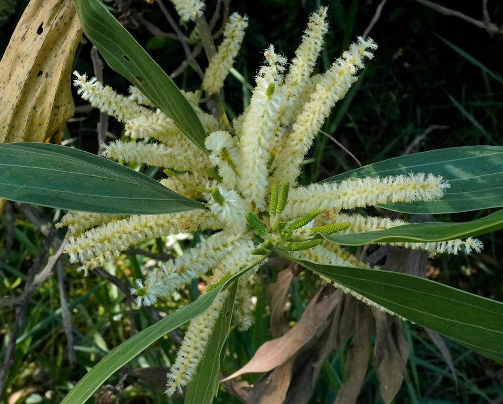 Long, cream-colored cylindrical flower spikes of an Acacia mangium tree clustering among its broad green leaves
