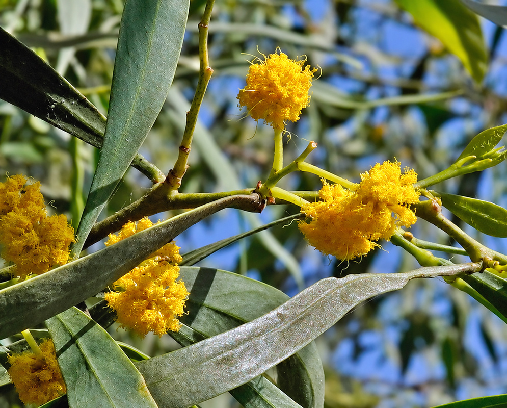 Acacia retinodes bears rounded yellow flowerheads among long narrow phyllodes in sunlight