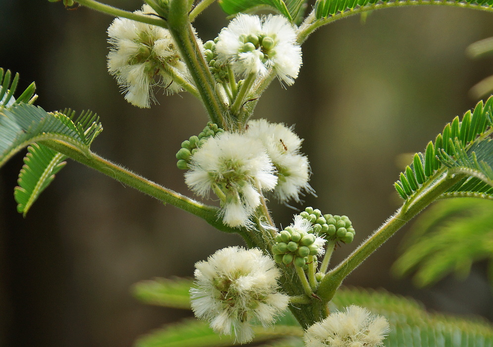 White flowers of a Acaciella angustissima tree