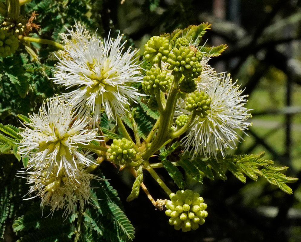 Acaciella angustissima – Flower and Bud Detail Close-up of Acaciella angustissima showing creamy white puffball flowers with long stamens and tight green flower buds, framed by delicate, finely divided leaflets.