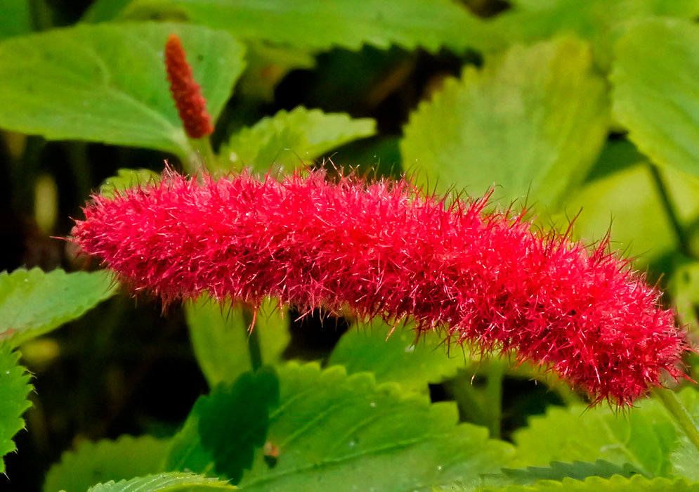 An errect acalypha chamaedrifolia inflorescene with red flowers 