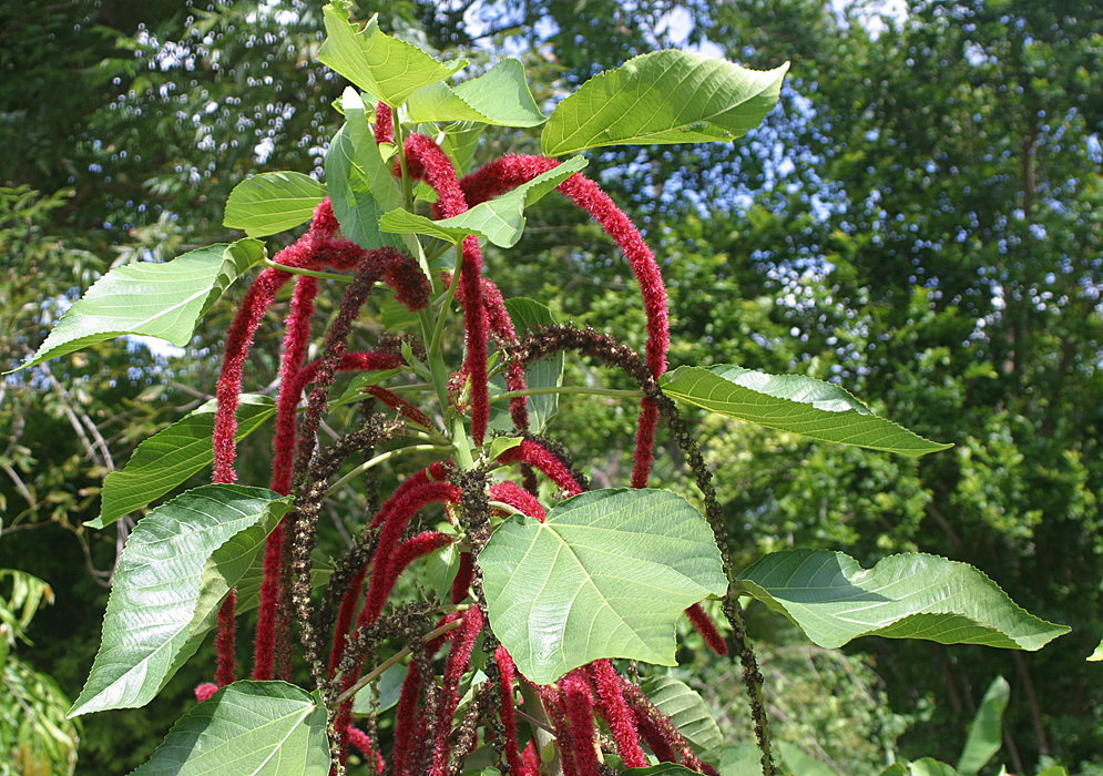 Acalypha hispida bush in sunlight with crimson red inflorescence