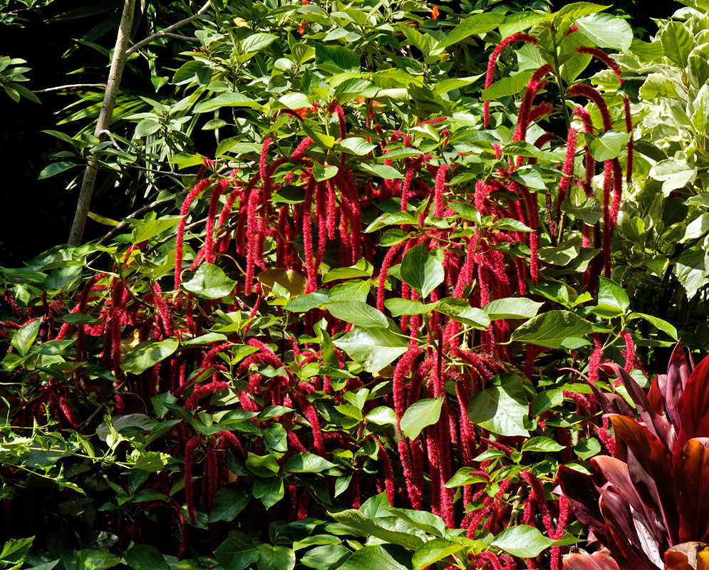 Acalypha hispida – Red Chenille Plant in Full Bloom Dense tropical foliage with vibrant red, fuzzy flower spikes of Acalypha hispida cascading from the leafy green shrub in full sun