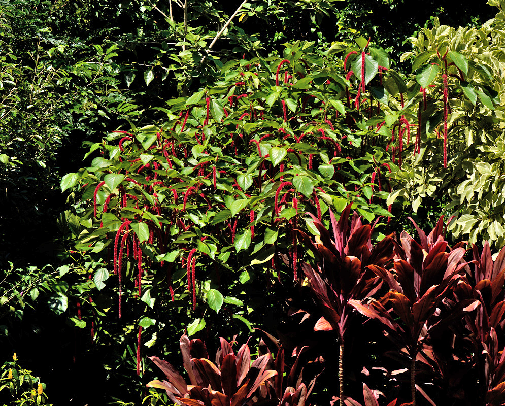 Acalypha hispida – Red Hot Cattail Shrub in Tropical Garden Large Acalypha hispida shrub with cascading red fuzzy flower spikes surrounded by dense tropical foliage and maroon Ti plants in bright sunlight