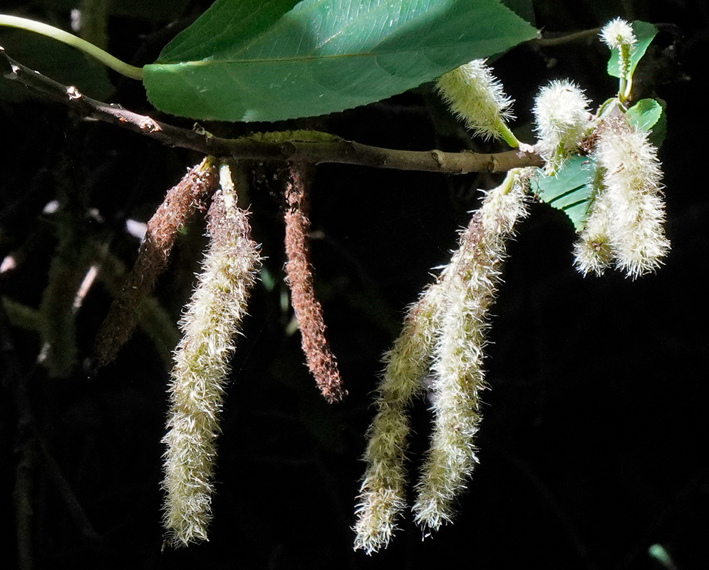 Acalypha hispida – White Catkin Flowers in Shade White and brown fuzzy catkin-like flower spikes of Acalypha hispida on a shaded branch with green leaves, illuminated by partial sunlight