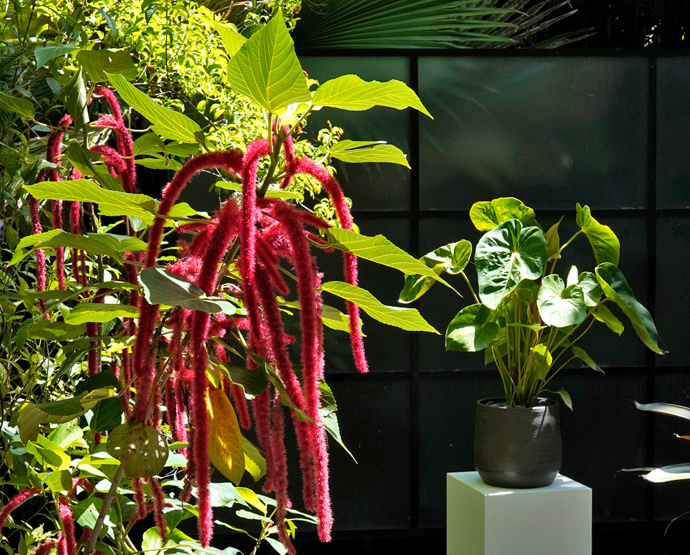 Acalypha hispida – Chenille Plant in Garden Display Bright red, fuzzy, hanging flower spikes of Acalypha hispida (Chenille plant) cascading in a sunlit garden, next to a potted green-leafed plant on a pedestal