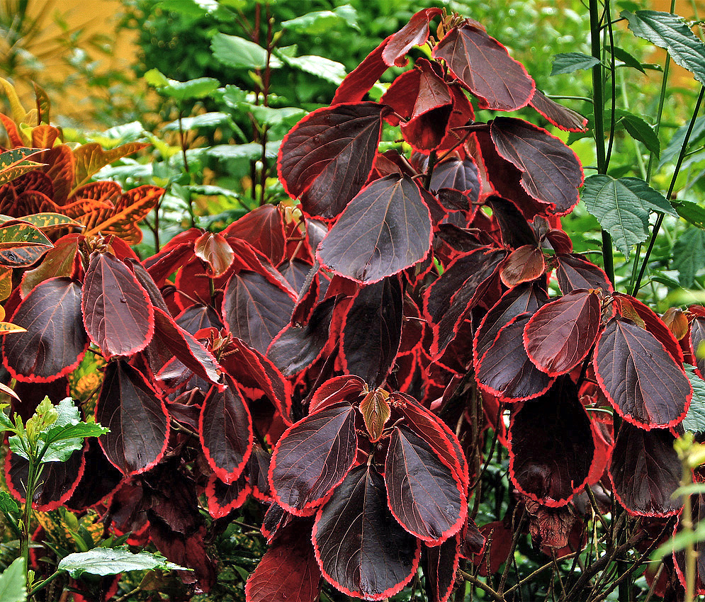 Acalypha dark leaves with red border