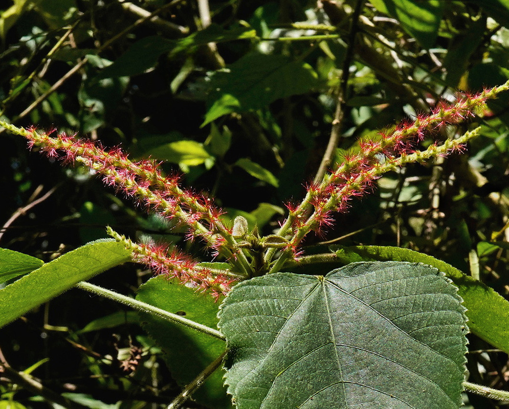 Acalypha macrostachya has long reddish flower spikes with fine yellow green projections above a broad veined leaf