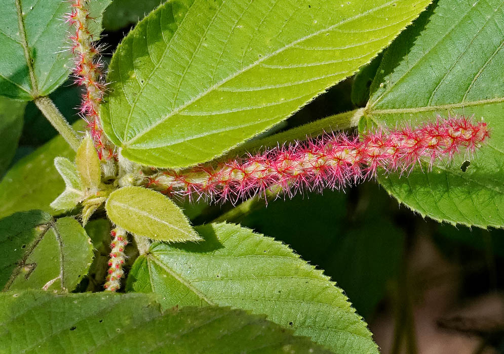 Red flower on an Acalypha villosa Infloresence