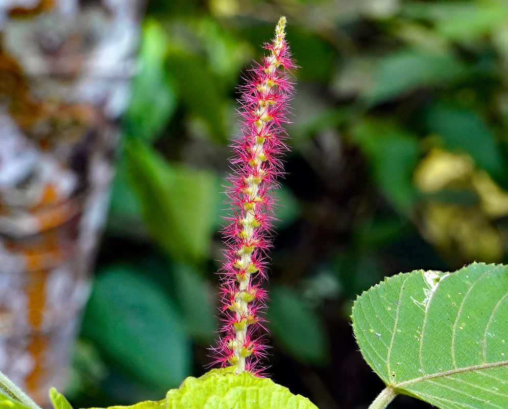 Red flower on an Acalypha villosa upright Infloresence