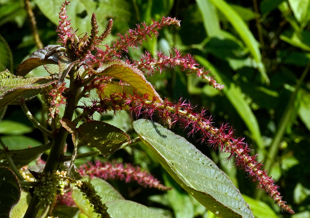 Acalypha villosa – Bristly Red-Spiked Wildflower Close-up of Acalypha villosa with narrow reddish inflorescences covered in fine bristles, emerging from serrated leaves in a dense green understory