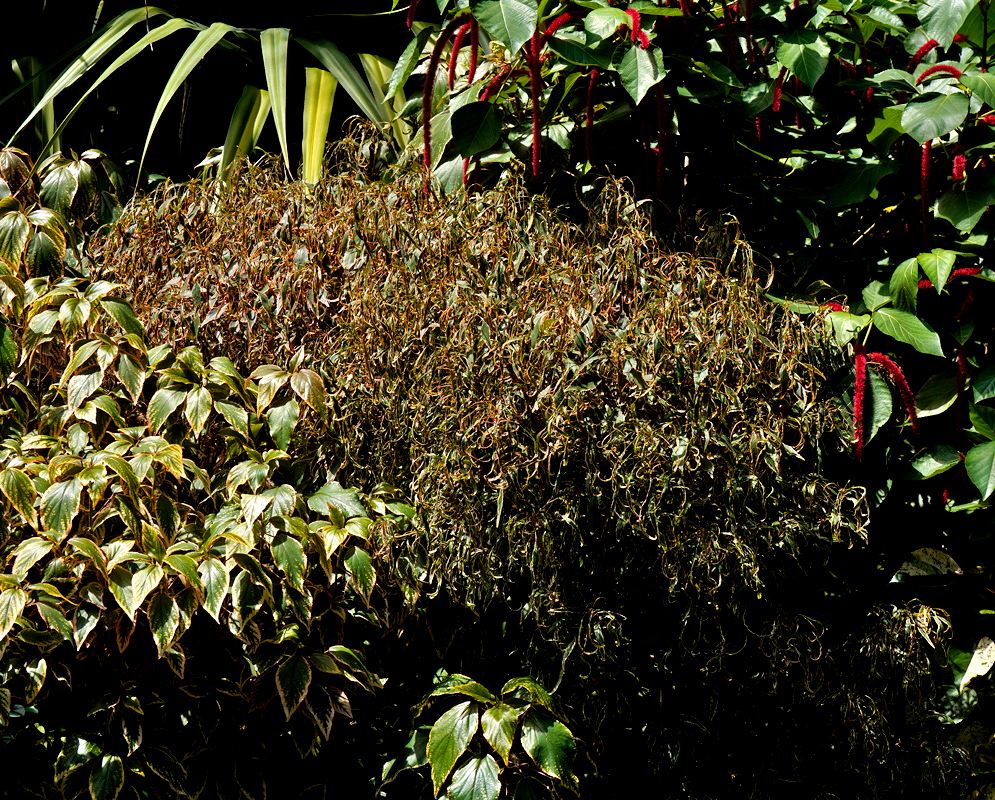 Curly-leaved Acalypha wilkesiana bush with thin, twisting bronze-green foliage growing in a tropical garden next to chenille plant with red catkin flowers