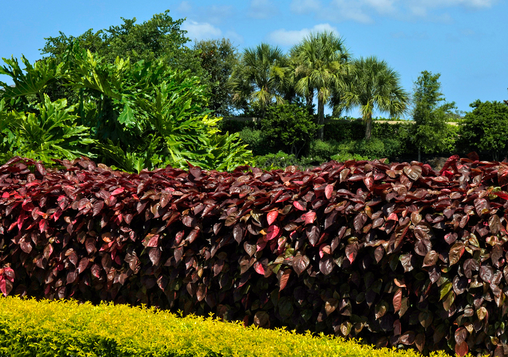 Neatly trimmed hedge of Acalypha wilkesiana with deep burgundy and reddish bronze foliage, set against a backdrop of palm trees and lush tropical greenery under a blue sky