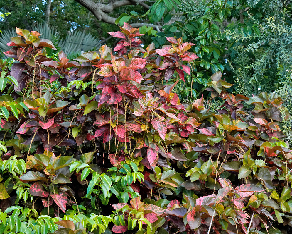 Colorful Acalypha wilkesiana shrub displaying bold foliage in mottled shades of red, copper, and green with long, slender hanging catkin-like inflorescences cascading between the leaves in a tropical garden setting