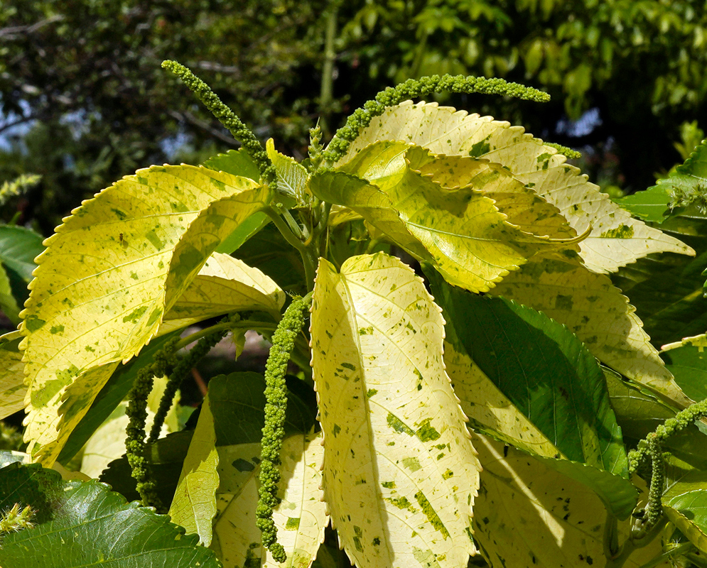 Close-up of Acalypha wilkesiana ‘Java White’ showing pale yellow and green variegated leaves with long, slender green flower spikes emerging from the foliage