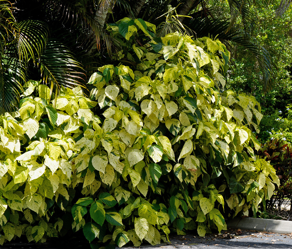 Large ornamental Acalypha wilkesiana 'Kona Gold' shrub with dense foliage of broad, heart-shaped leaves mottled in shades of yellow, lime green, and dark green, growing in partial tropical shade