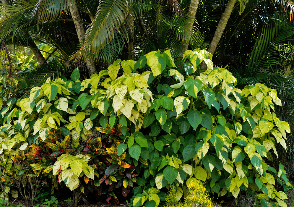 Large Acalypha wilkesiana 'Kona Gold' shrub with variegated heart-shaped leaves in bright yellow and green hues, thriving in a lush tropical garden under tall palm trees