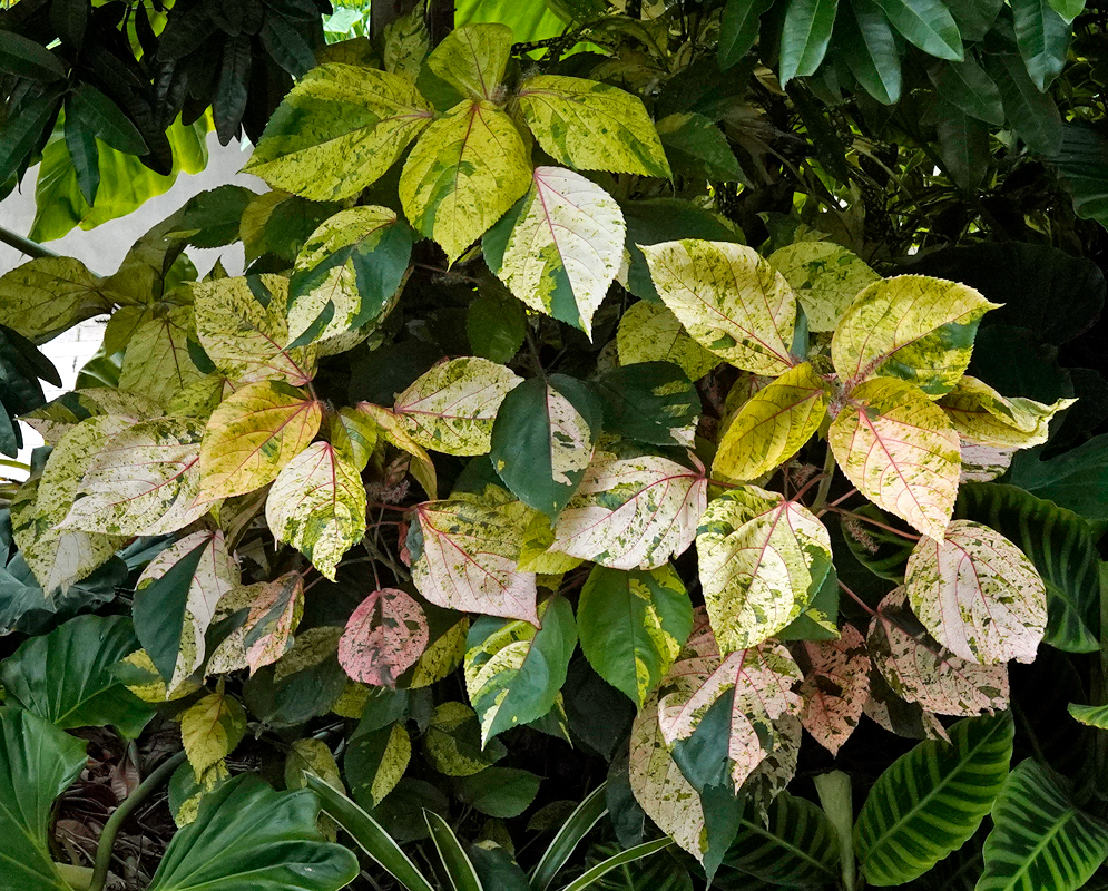 Multicolored leaves of Acalypha wilkesiana showing a mix of green, yellow, cream, and pink tones with irregular variegation, growing densely in a tropical garden