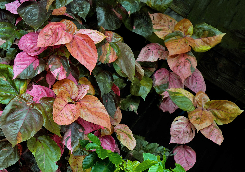 Colorful foliage of Acalypha wilkesiana with large heart-shaped leaves in shades of pink, coral, orange, and green, overlapping in a dense tropical arrangement