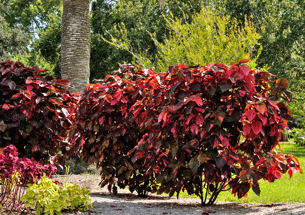 Rounded Acalypha wilkesiana bushes with dense red and burgundy foliage growing in full sun in a landscaped tropical garden