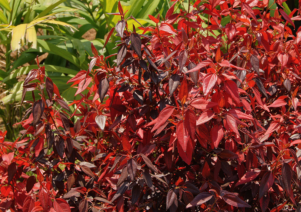 Beautiful dark red foliage of Acalypha in sunlight 