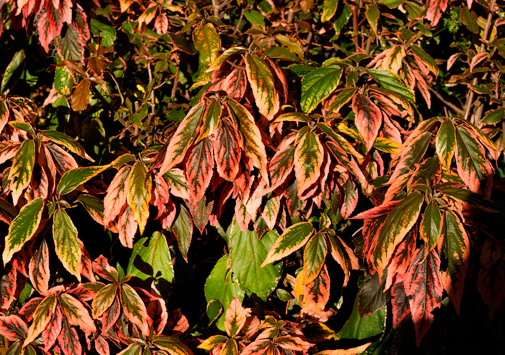 Section of Acalypha wilkesiana shrub with autumn color leaves