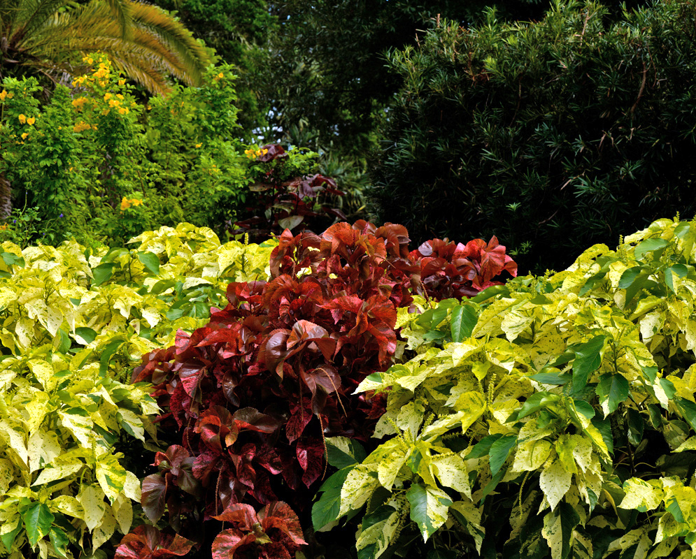 Contrasting Acalypha wilkesiana shrubs with vibrant red and golden-yellow variegated leaves planted together in a lush tropical landscape