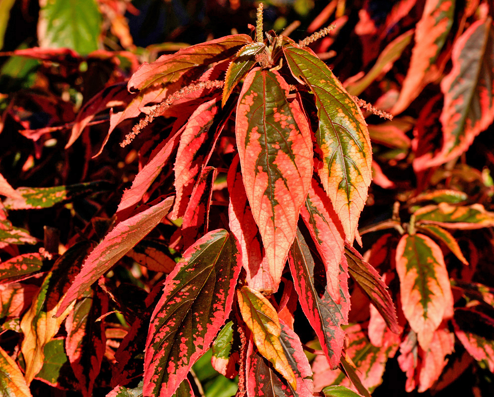 Stunning Acalypha wilkesiana with dark leaves, red veins and a thick bright red border