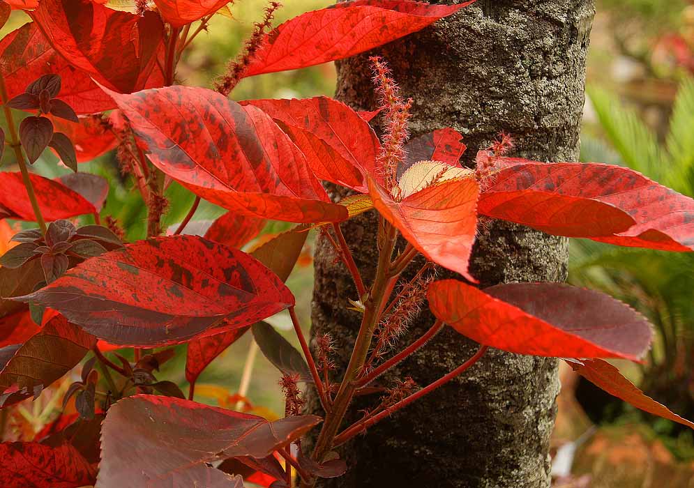 Acalypha wilkesiana with red autumn colored leaves with dark patches and red flowering spikes