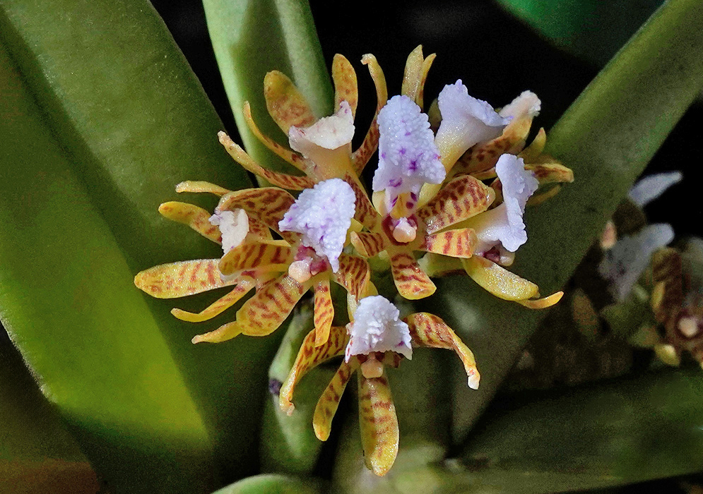 Close-up of Acampe papillosa flowers showing yellowish petals with reddish stripes and clustered white lips marked with purple spots, nestled between thick green leaves