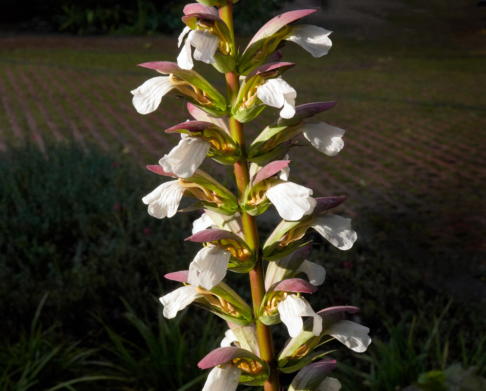 Acanthus mollis – Blooming Flower Spike Tall flower spike of Acanthus mollis with white tubular blossoms and purple bracts growing in a shady garden area
