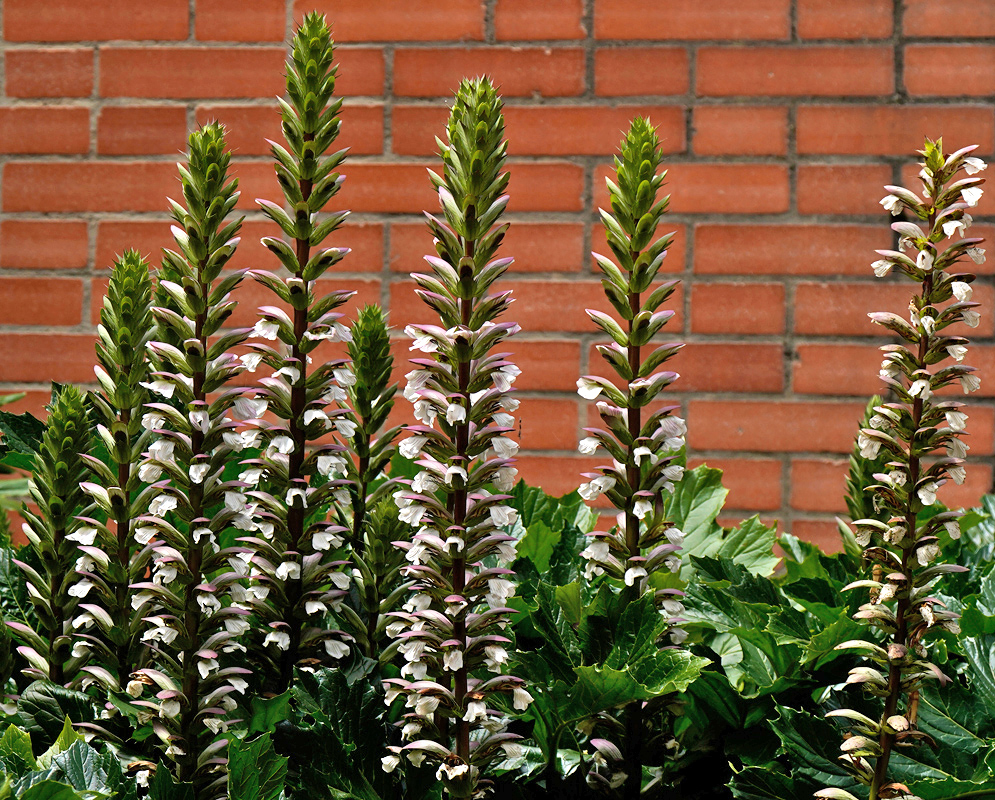 Acanthus mollis – Flowering Spikes Cluster of tall flowering spikes of Acanthus mollis with white and purple bracts rising above large glossy green leaves in front of a red brick wall