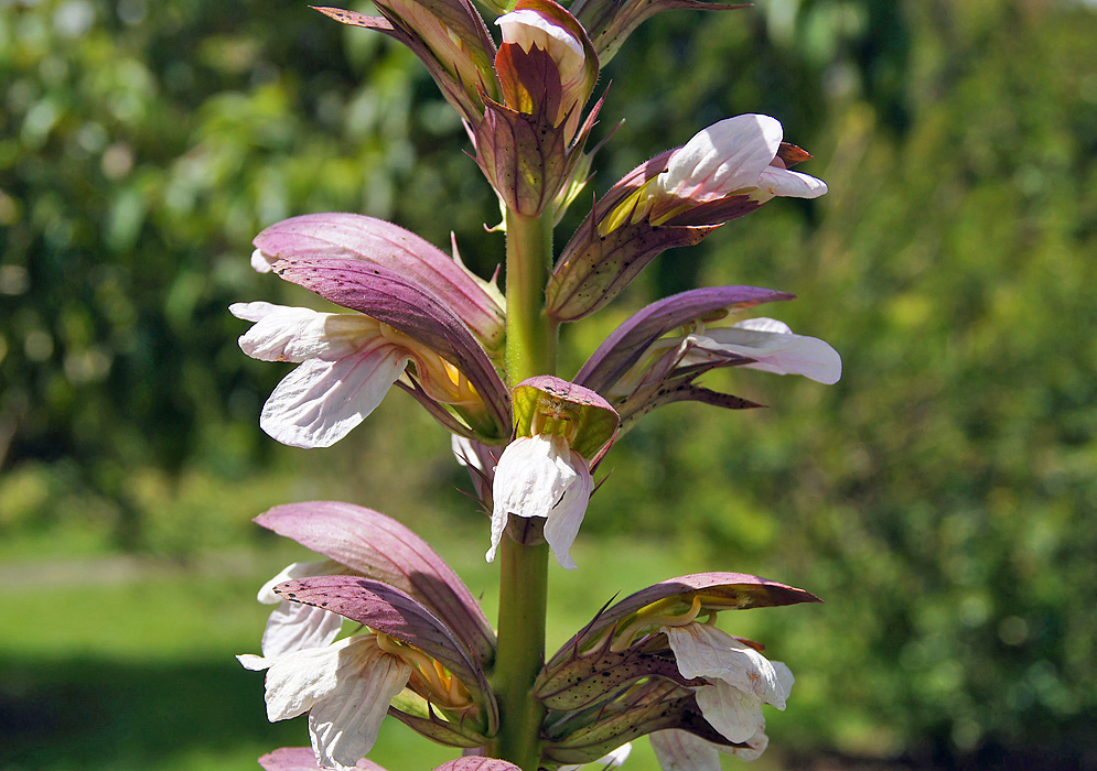 White Acanthus mollis flowers  hooded and by light reddish-purple bracts