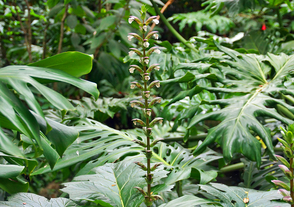 A lone acanthus flower spike above the dark green underbrush