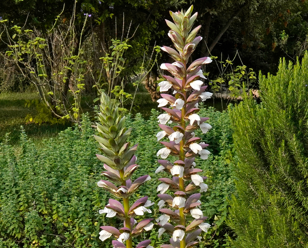 Acanthus mollis – Inflorescence Pair of Acanthus mollis flower spikes rising above a dense green groundcover, with tubular white blooms and purple bracts in a sunlit garden