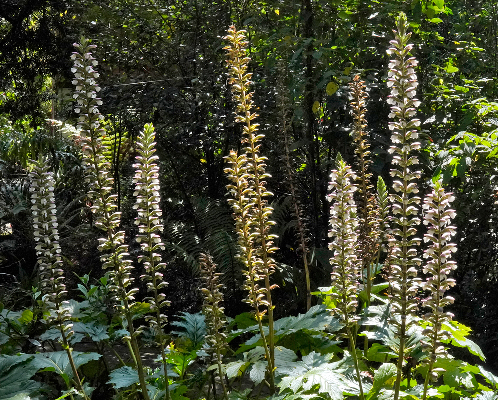 Acanthus mollis – Tall Flower Spikes Multiple tall flower spikes of Acanthus mollis rising from a dense cluster of large, lobed green leaves in a shaded forest setting
