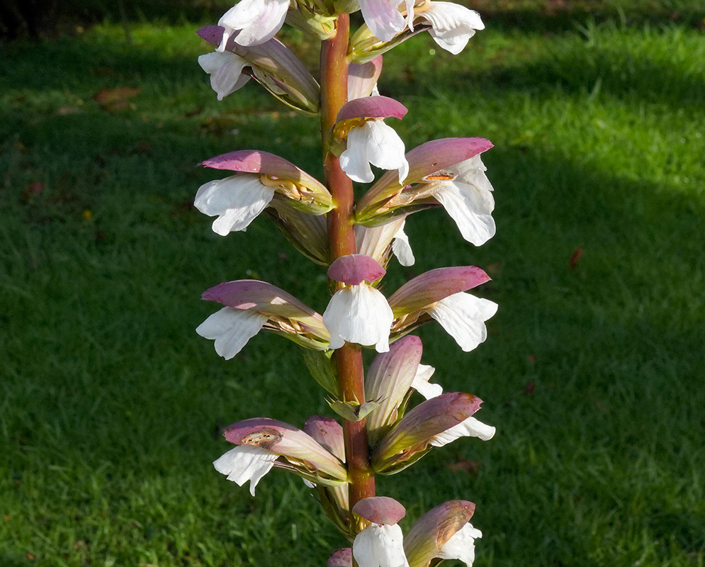 Acanthus mollis – White Flowers in Sunlight Upright Acanthus mollis flower spike with white petals and purple bracts set against a vibrant green lawn in sunlight