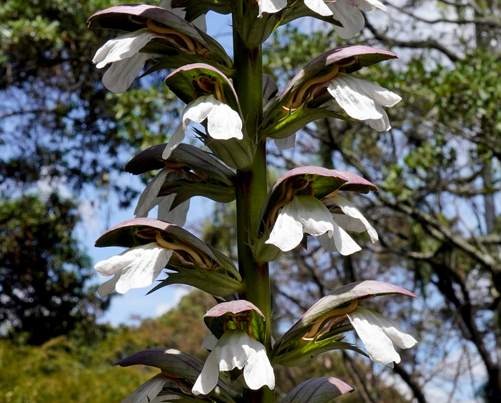 Acanthus mollis – White Flower Close-up Close-up of white Acanthus mollis flowers with purple bracts spiraling up a tall green stalk against a backdrop of trees and sky