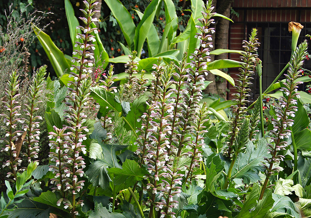 Spikes of Acanthus mollis flowers in front of foliage 