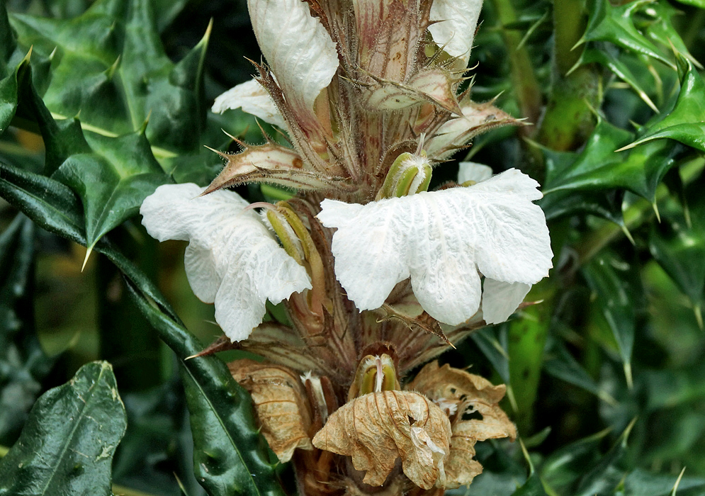 White flowers  and spiny leaves of an Acanthus montanus