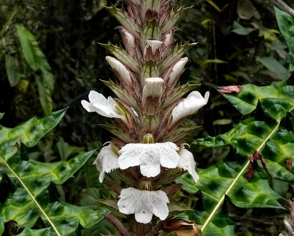 Acanthus montanus – White Bracted Bloom Close-up of Acanthus montanus flower spike with spiny reddish bracts and delicate white petals, surrounded by glossy, jagged-edged green leaves.