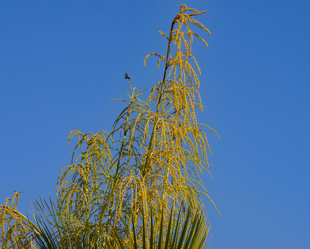 An errect yellow Accoeloraphe wrightii Infloresence under blue skies