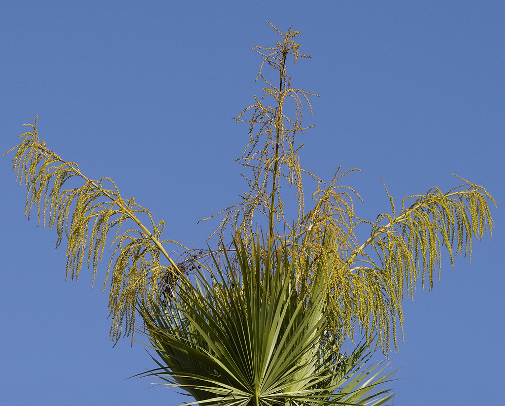 Accoeloraphe wrightii Infloresences on top of the tree under blue sky