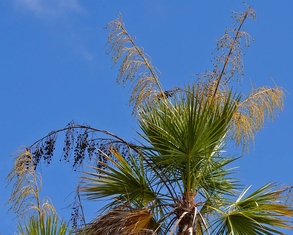 The top of an Accoeloraphe wrightii palm with infloresences and black fruit