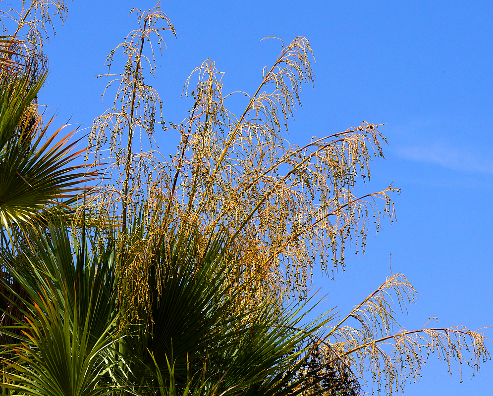 Accoeloraphe wrightii infloresences on top of the tree under blue sky