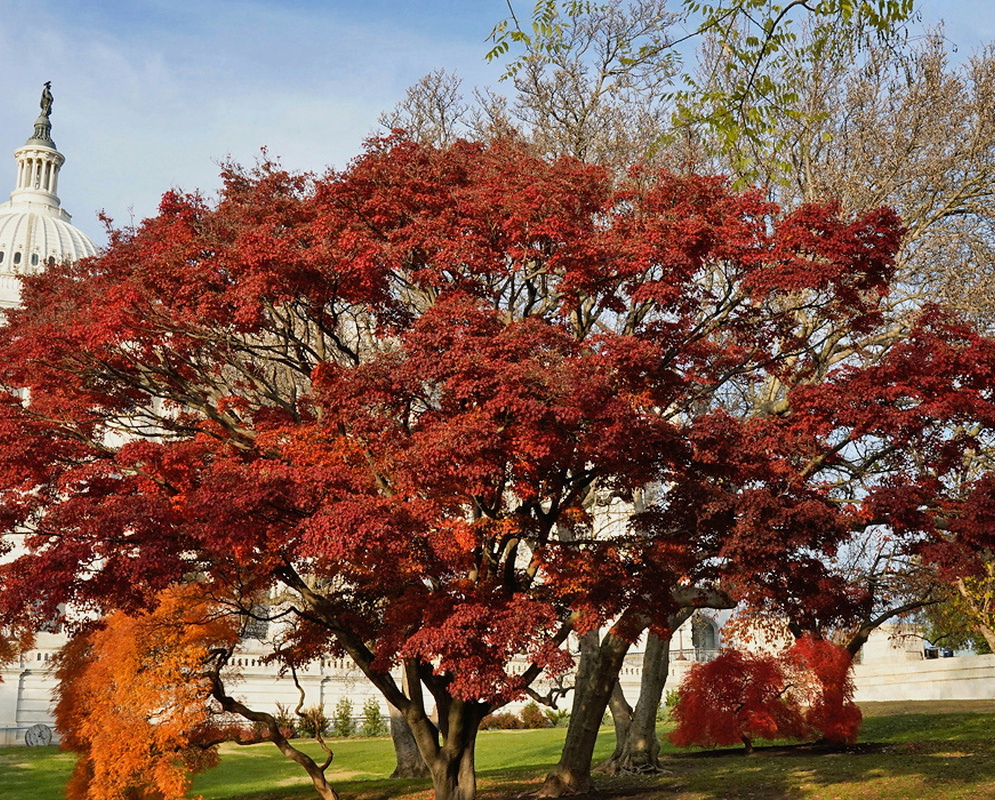 An Acer palmatum tree spreads red autumn foliage in front of the United States Capitol