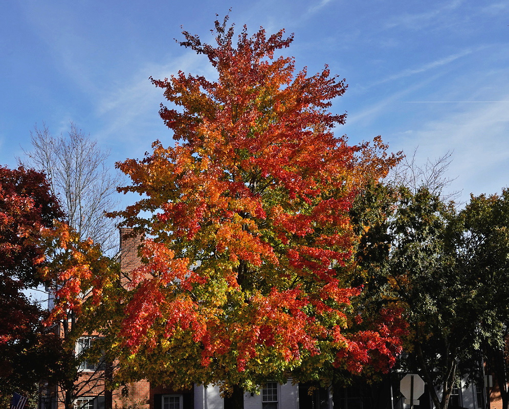 An Acer rubrum tree carries mixed green orange and red autumn foliage above a brick streetscape
