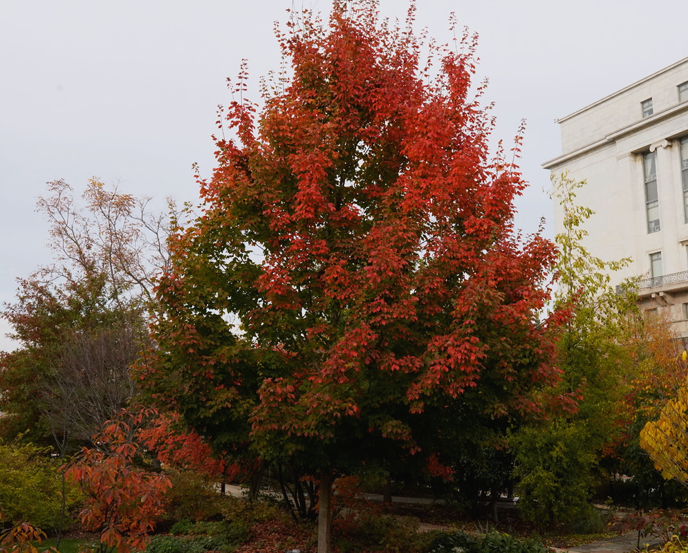 An Acer saccharum tree has a tall crown covered in red and orange autumn foliage