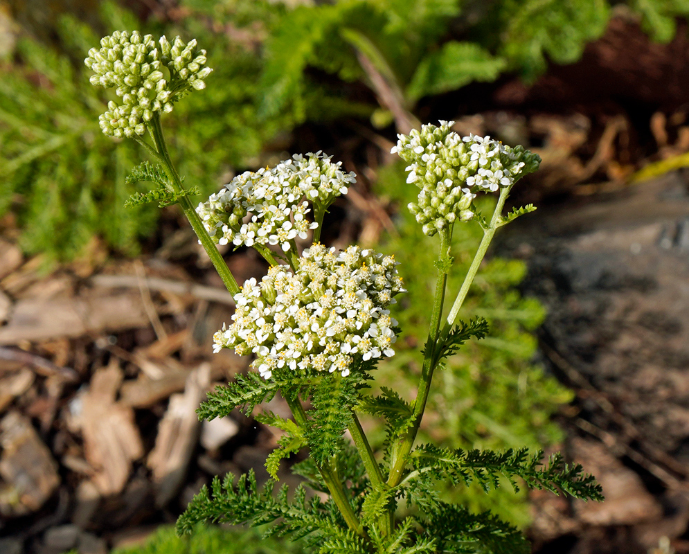 Achillea millefolium Flowering Stems Upright stems of Achillea millefolium displaying tightly packed white flower clusters in various stages of bloom, surrounded by finely divided green foliage